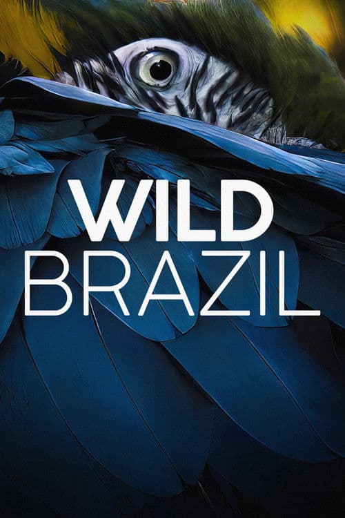 Thiên Nhiên Brazil Hoang Dã